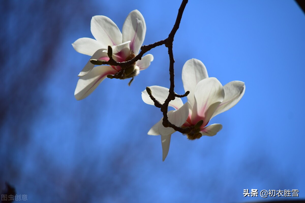 ​早春木笔花开明丽美诗六首：木笔初开三两枝，万花国里写春心