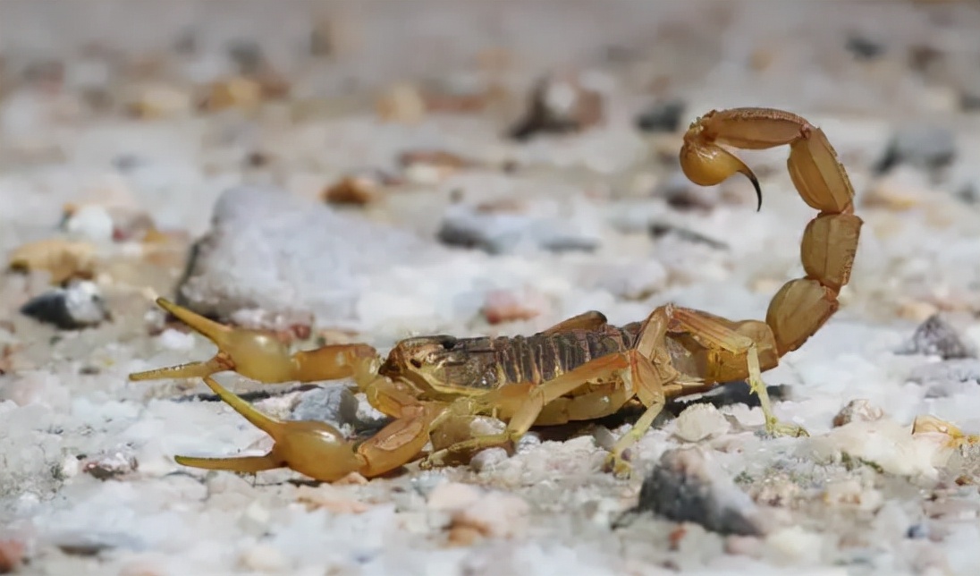 全蝎价格(清水全蝎价格)