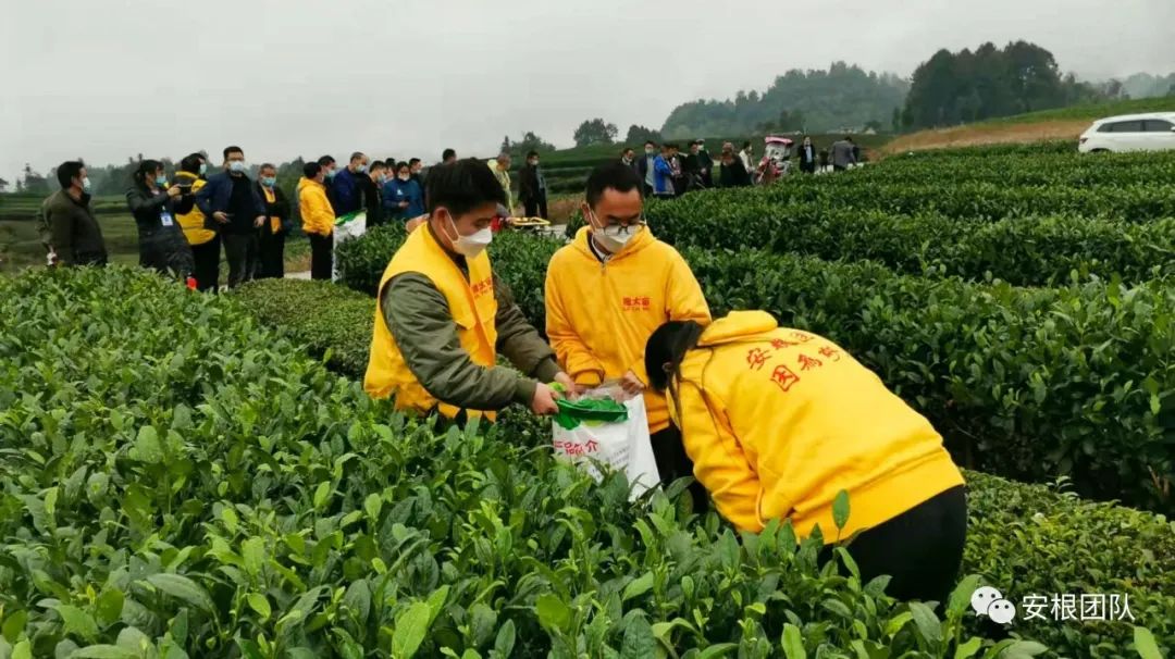 种植合作社对茶农绿色生产行为的影响