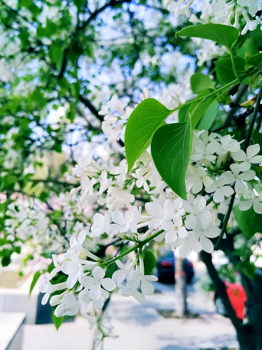 又见丁香花开时，十首丁香花的诗词，在古诗词里欣赏美丽的丁香花