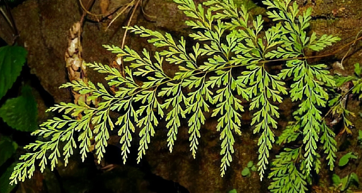 树林下一种"凤尾草",抗氧化效果强,既有观赏价值,还很实用呢