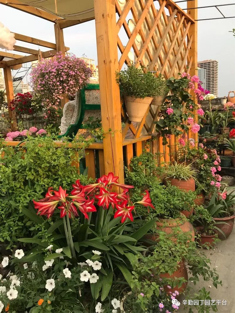 园丁奖花园组《002号》不离不弃,芳龄永继