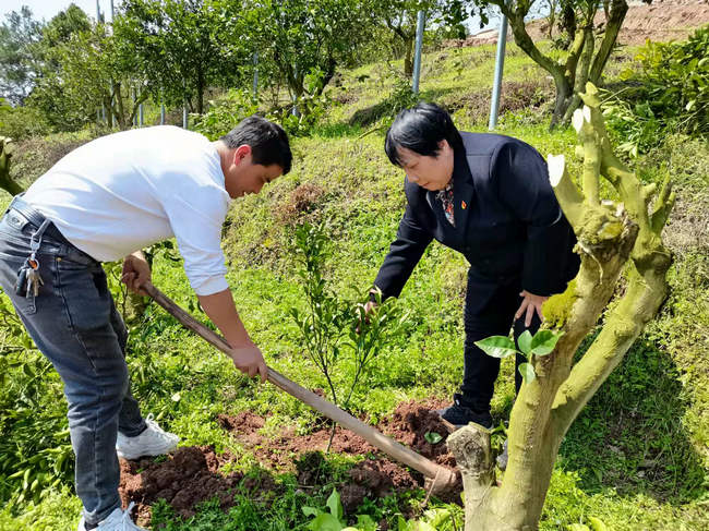 湖南芷江禾梨坳启动“古冲柑橘文化科普园”建设