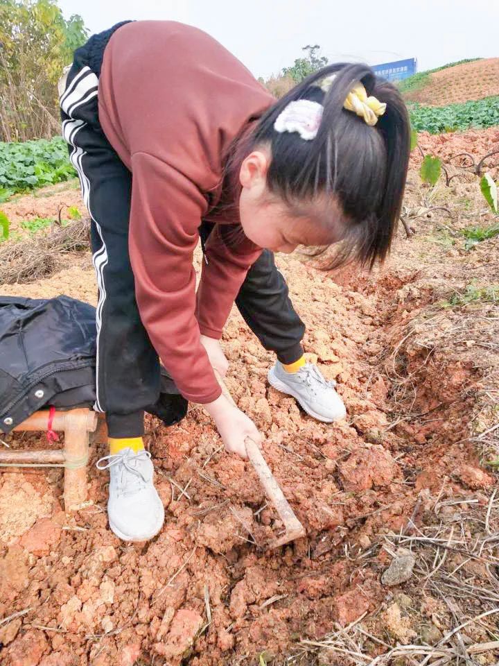 励心智 促成长｜双流区黄甲小学开展“尽责少年”课后劳动实践课程