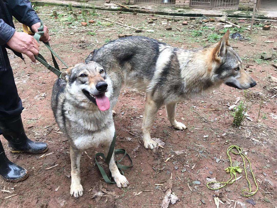 捷克狼犬,是德國牧羊犬和喀爾巴阡狼的混血品種.