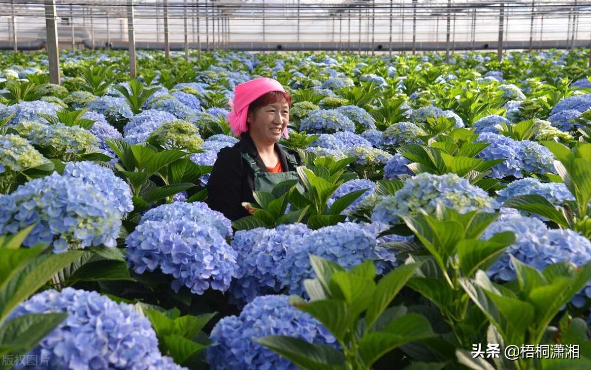 婚礼带花带哪边（婚礼那些人带配花）