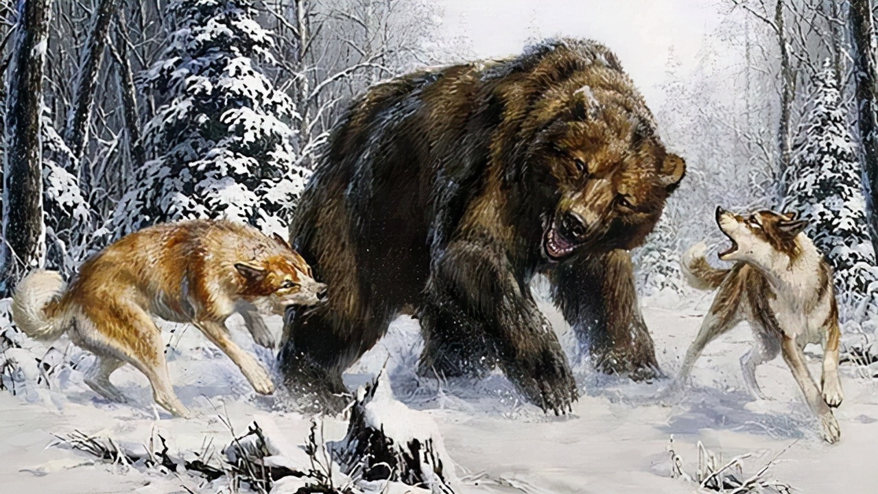 为什么有人说老虎周边不会出现大型的狼群?这是为什么呢?