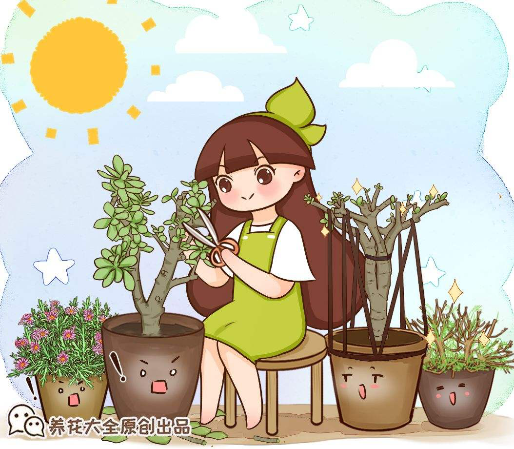 玻璃翠(里1种"吉利树",修剪好了才能长得壮,越剪越值钱)