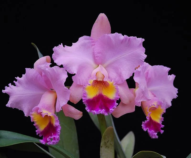 红苞喜林芋是什么(4种经典的热带花卉,开花色泽艳丽)