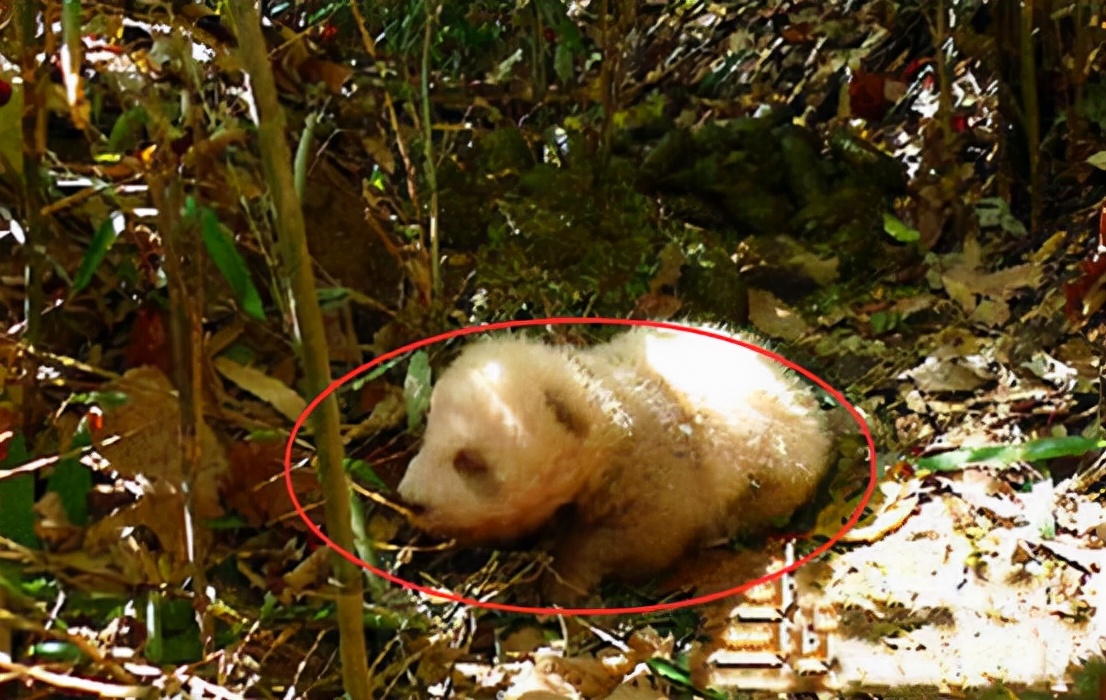 出生就被遗弃的棕色大熊猫"七仔",13岁的它,为何还没有后代?