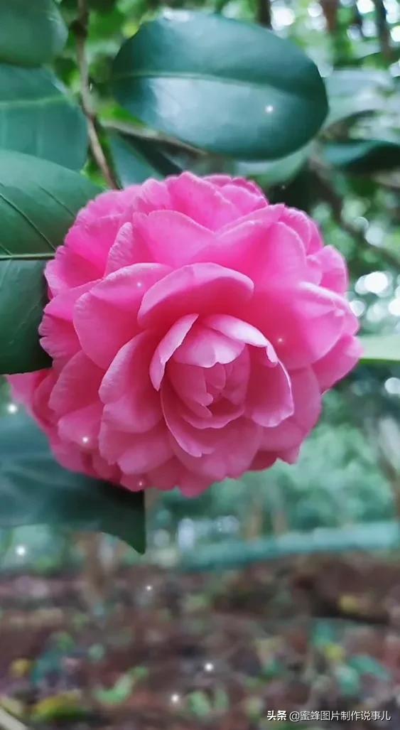 亲爱的朋友,如果您也喜欢大自然美景,花卉植物,各种蔬果,鸟儿,青山