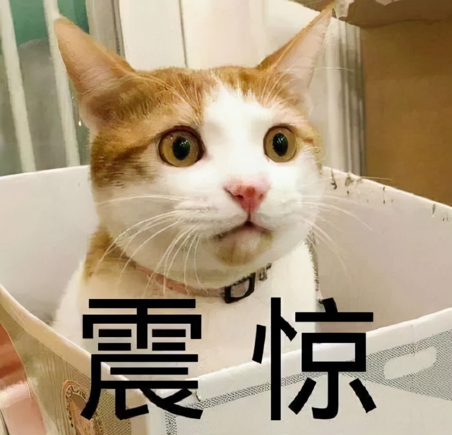 辟谣！猫绝育百利无一害？看完这个理智养猫，理性绝育，拒绝跟风