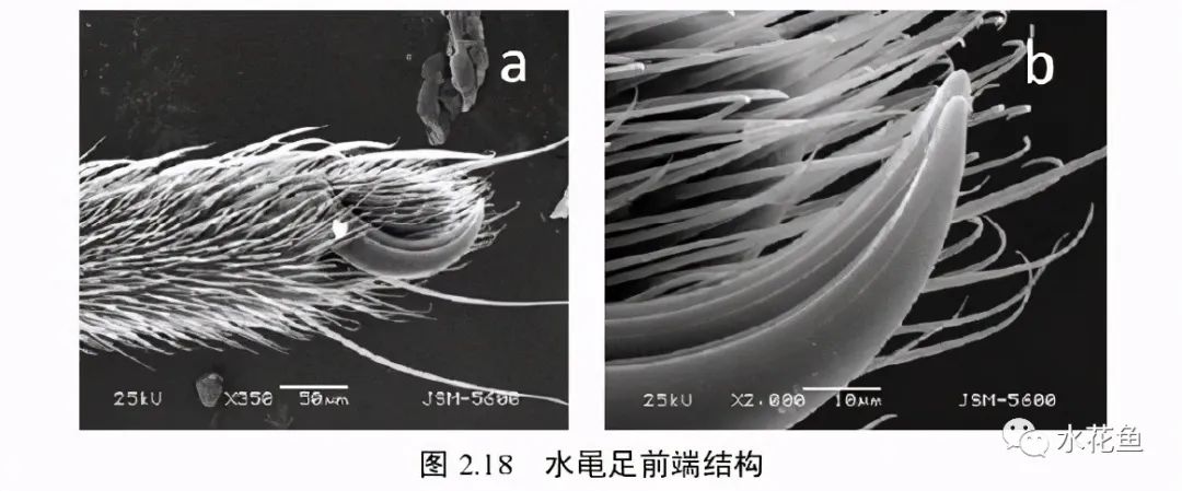 水黽：在水面上輕功展現(xiàn)，不但“水上漂”還會“凌波微步”的昆蟲