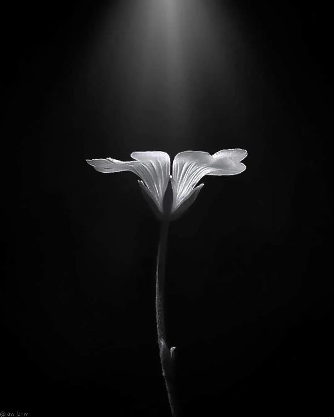 黑白很丧很绝望的图片(忧郁的黑白,伤感的诗篇)