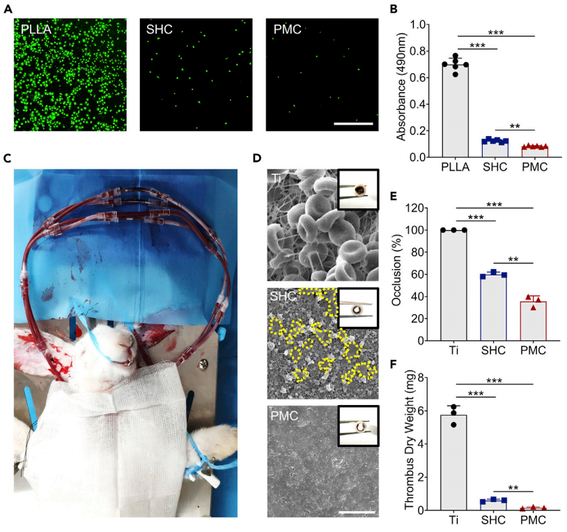 四川大学团队制备出血小板膜涂层植入器械，可避免免疫系统攻击