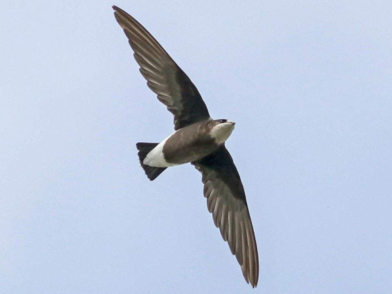 水平飞行之王——白喉针尾雨燕