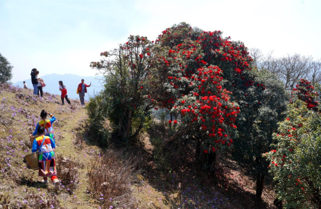 在腾冲，有一种红，叫杜鹃花开映山红