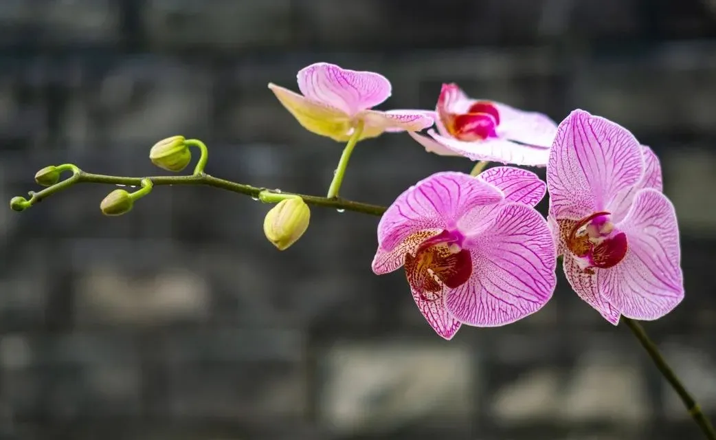 关于鲜花的文案 | 每一朵鲜花都有属于自己的花语