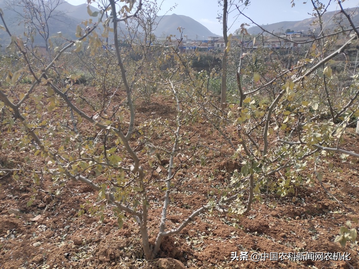 花椒树管理连续剧五｜修剪管理的两个方法：促进与抑制