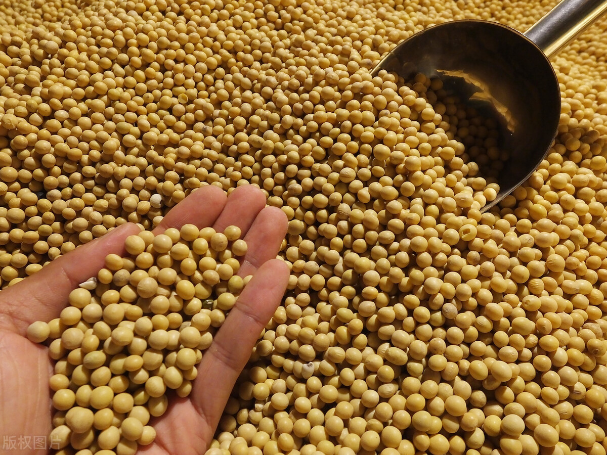 今日黄豆价格大豆价格大面积下跌