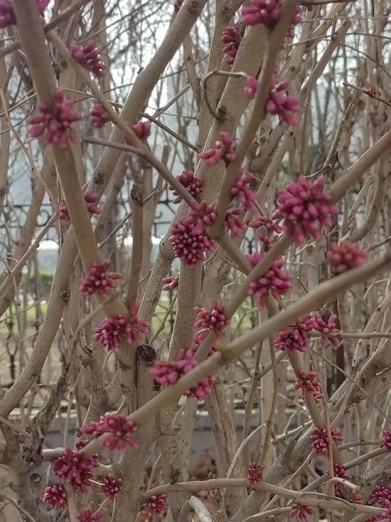 奎文区孙家小学:把校园春日美景“打包”给你(图3)