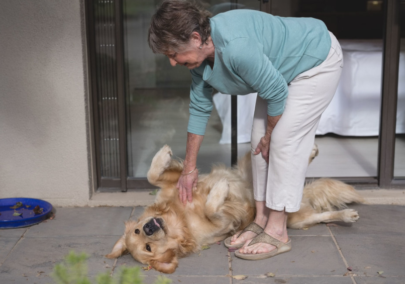 狗狗几岁才算是老年犬？进入老年期的狗狗有什么身体变化？