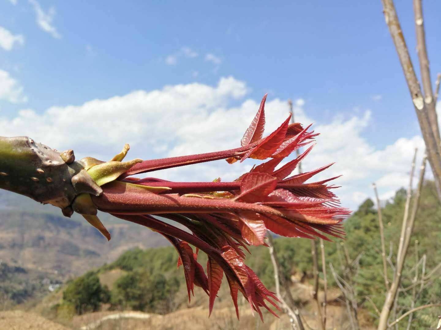 农村的香椿芽,被称为"树上蔬菜",有人靠它发财,卖20元一斤