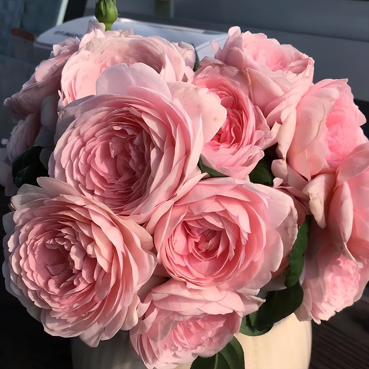 瑞典女王月季优缺点（瑞典女王-月季界的颜值担当，典雅大气，皮实好养活，值得入手）