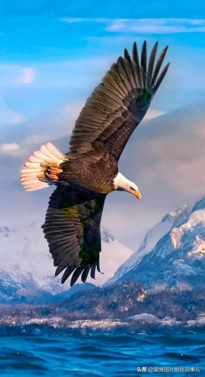 如有来生,愿化为一只雄鹰,自由自在翱翔蓝天高山大海,搏击长空,自由的