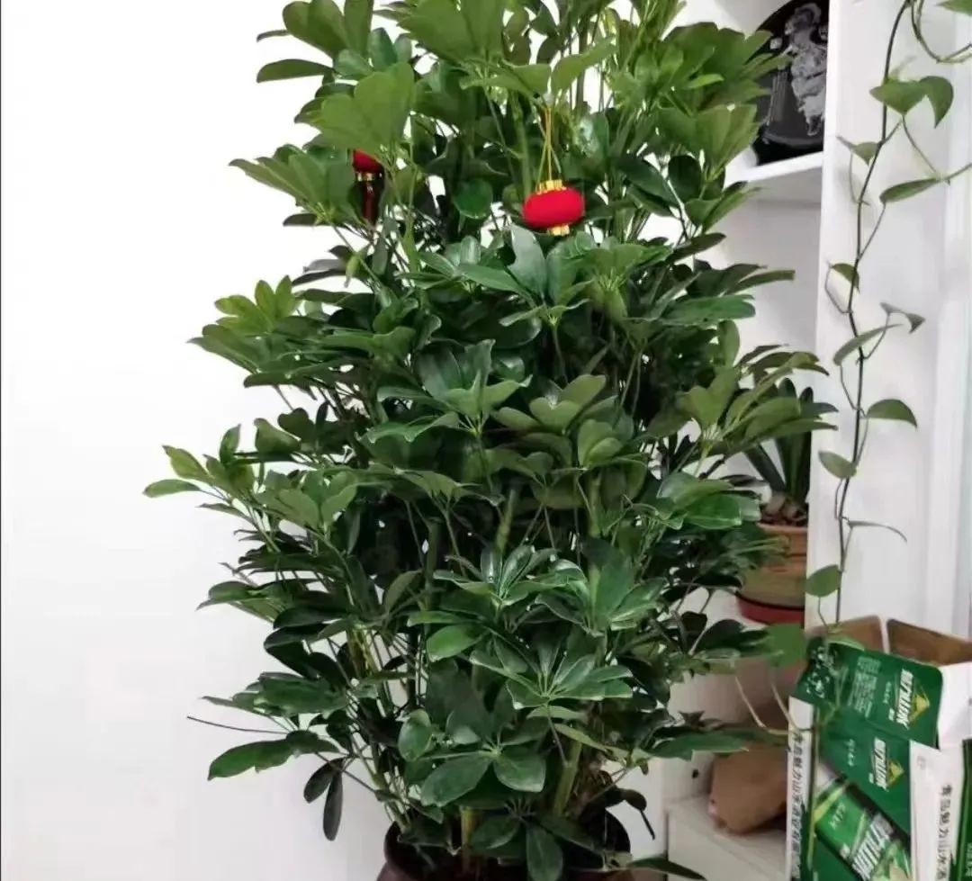 吸甲醛植物十大排行榜(吸甲醛最厉害的10种花，养一盆空气越来越干净)