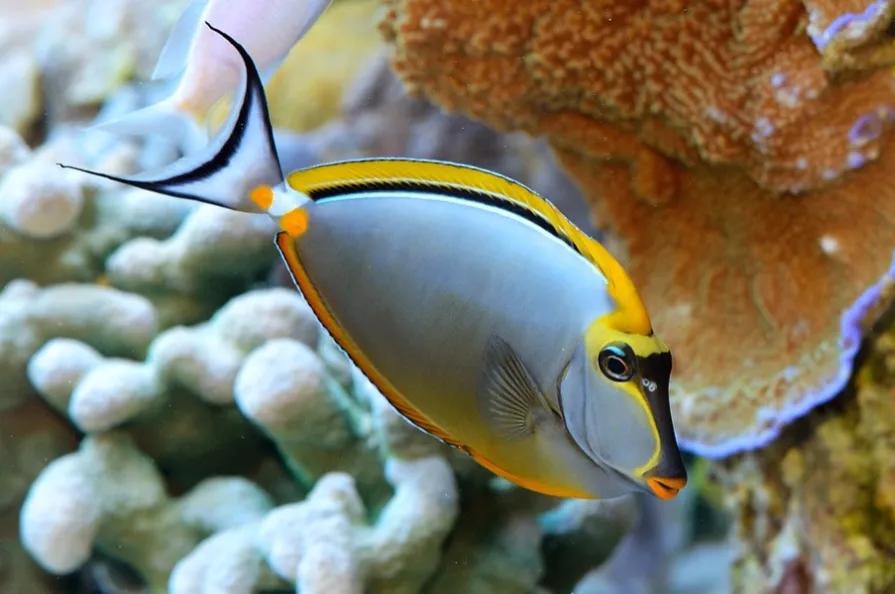 海洋中最美的精灵,各种惊爆眼球的鱼类美图欣赏