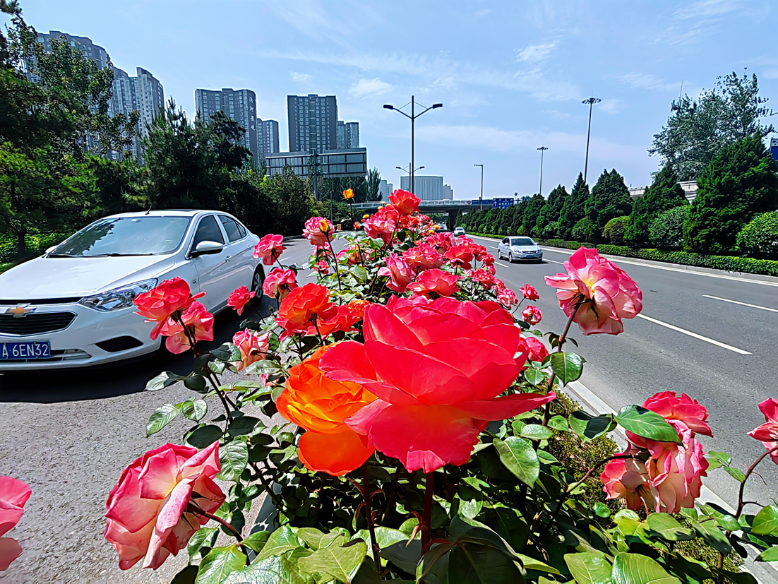 图话丨 邂逅浪漫！太原滨河路月季怒放成花海