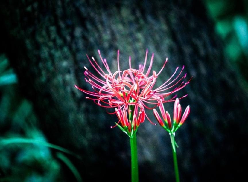 白色彼岸花（这种花真的适合家养吗小编告诉你答案）