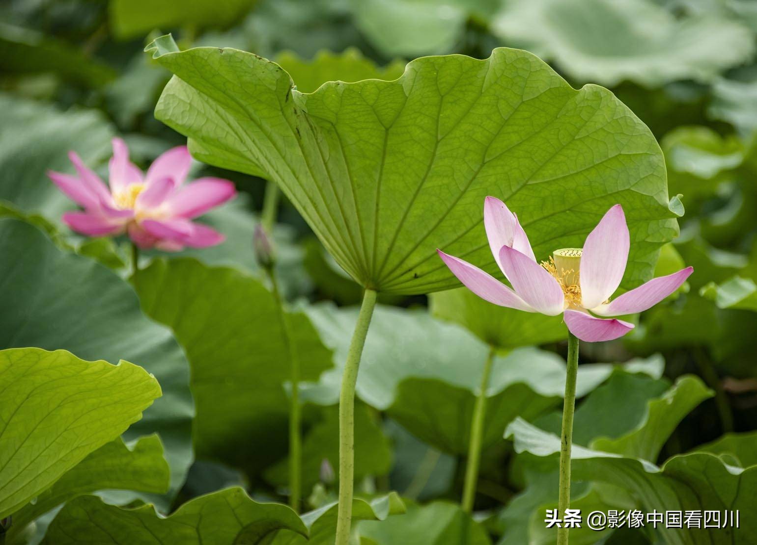 仁寿方家：映日荷花别样红