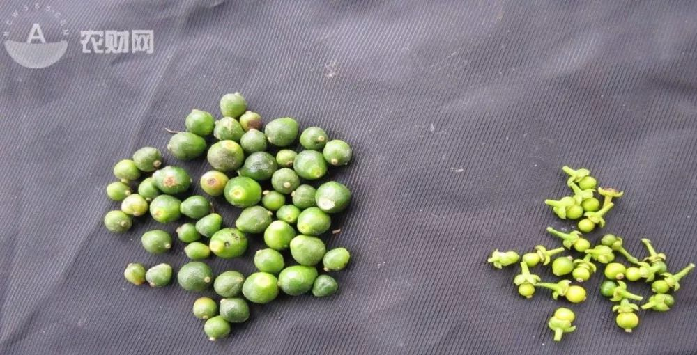 花期补硼，还是补硼锌镁？又或全都补？实验数据告诉你该补啥