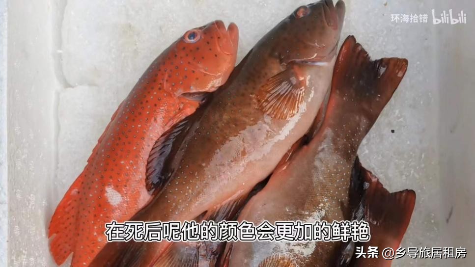 斑鱼图片大全（一篇文章带你分清石斑鱼的外貌特征）