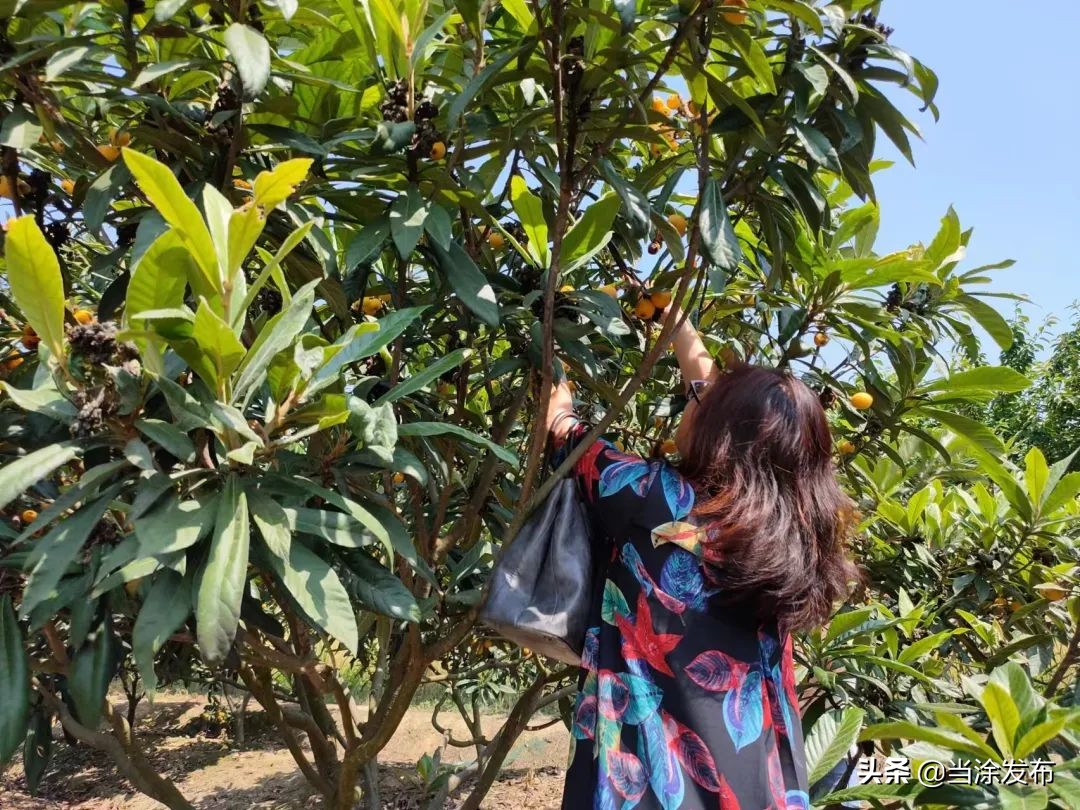安徽当涂：大青山的枇杷熟了！