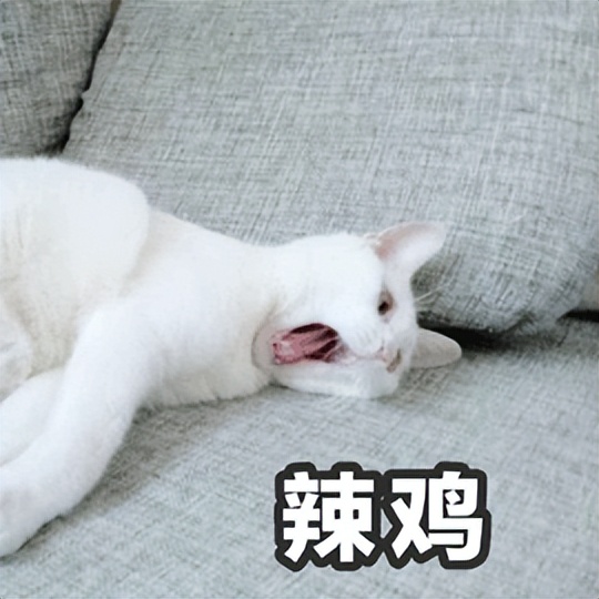 猫猫能用酒精消毒吗(人阳了，会传染给猫吗？猫感染了要怎么办？你想知道的，都在这里)