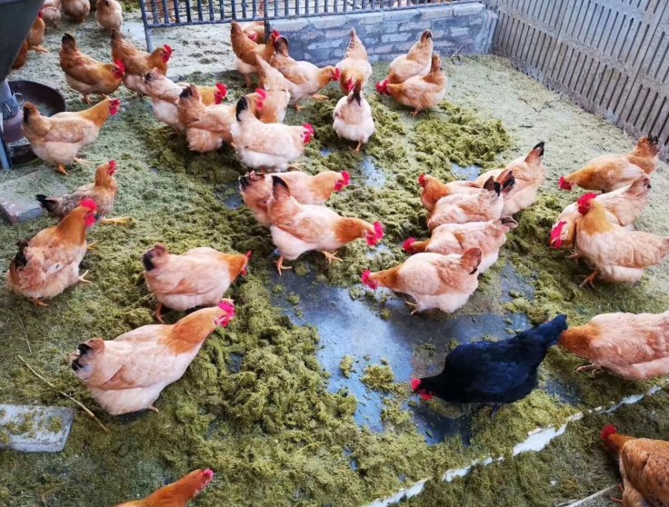 批量化生产“饲料鸡”变成“土味十足”的土鸡，养鸡朋友的福音