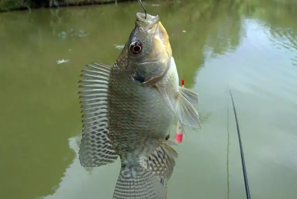 罗非鱼成为最悲催的入侵物种,继小龙虾之后,被吃到毫无"尊严"