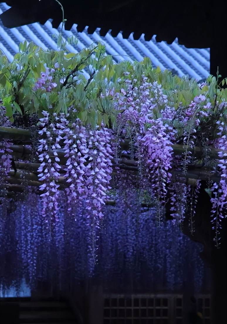 「诗词鉴赏」古诗词里的紫藤花,如如彩练,如瀑布,盛放如霞