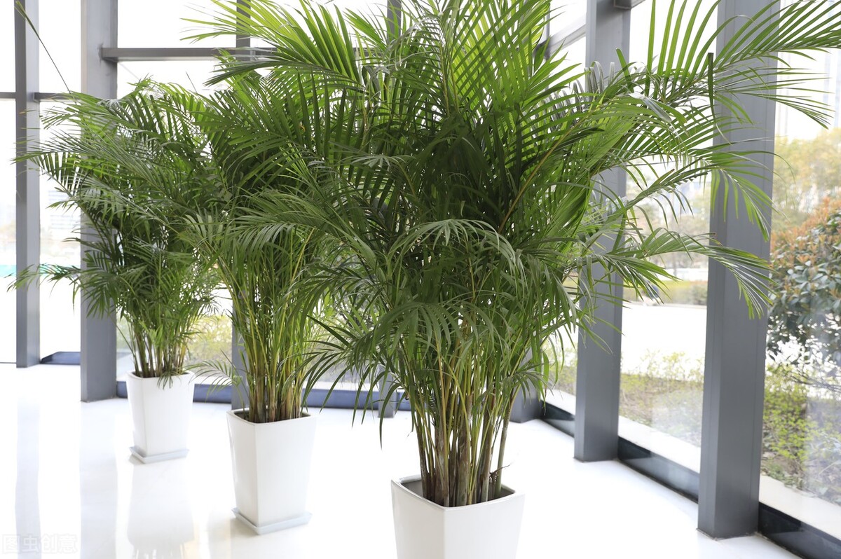室内绿植品种大全图片(室内60种常见盆栽总结)