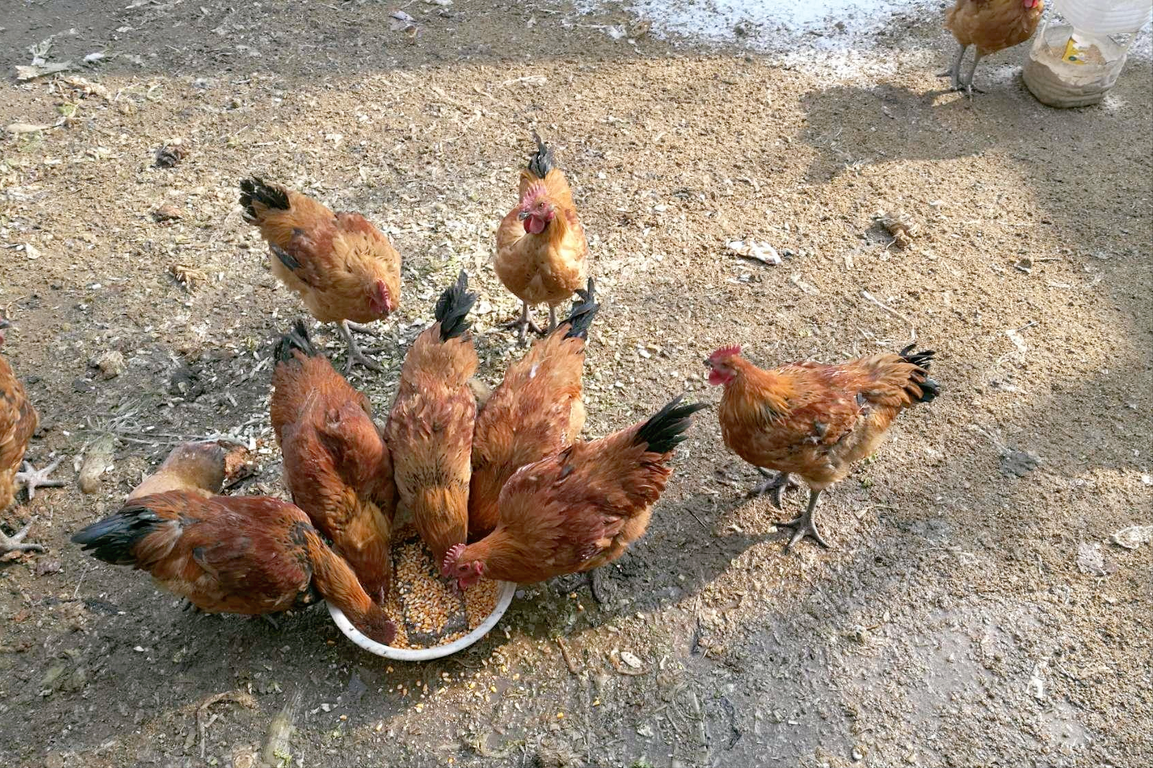 鸡最怕吃什么东西?最怕哪些环境?如何预防?