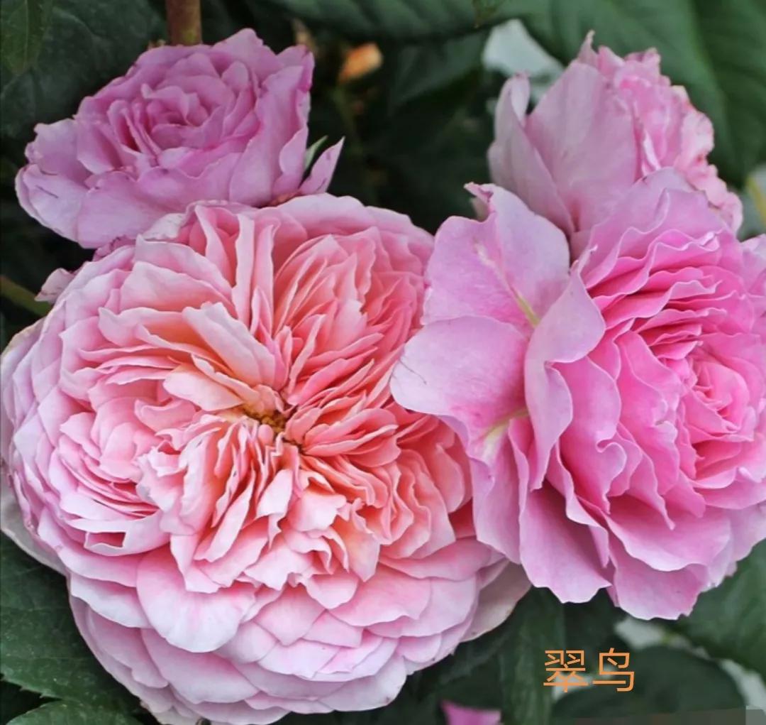 梦幻花园月季图片(常见切花月季一览表大全)