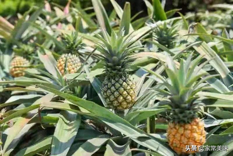 春季干燥，多吃这6种时令水果，水分充足营养高，健健康康过春天