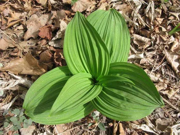 生物农药未来之星？解析植物源农药研究开发方向