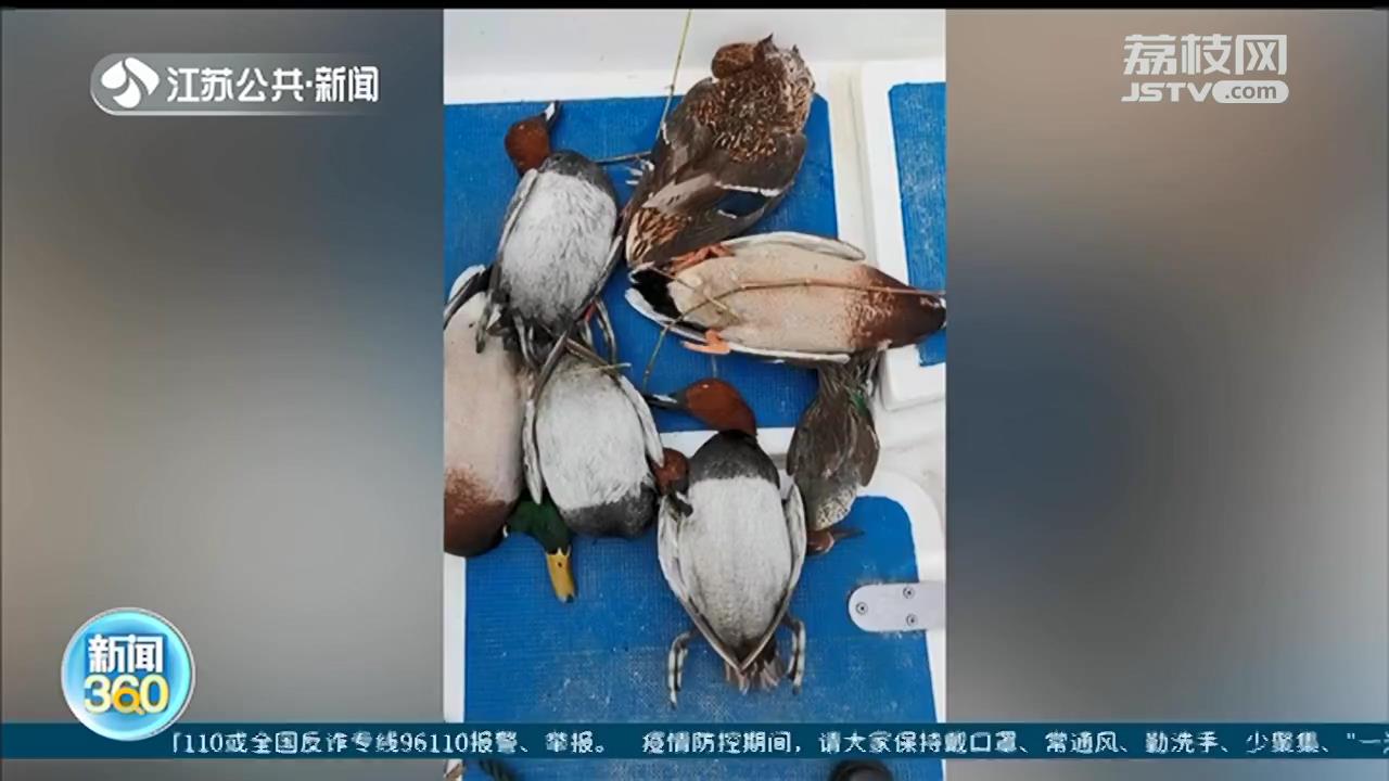 非法毒杀洪泽湖越冬候鸟500余只 七名嫌疑人因“馋嘴”而落网