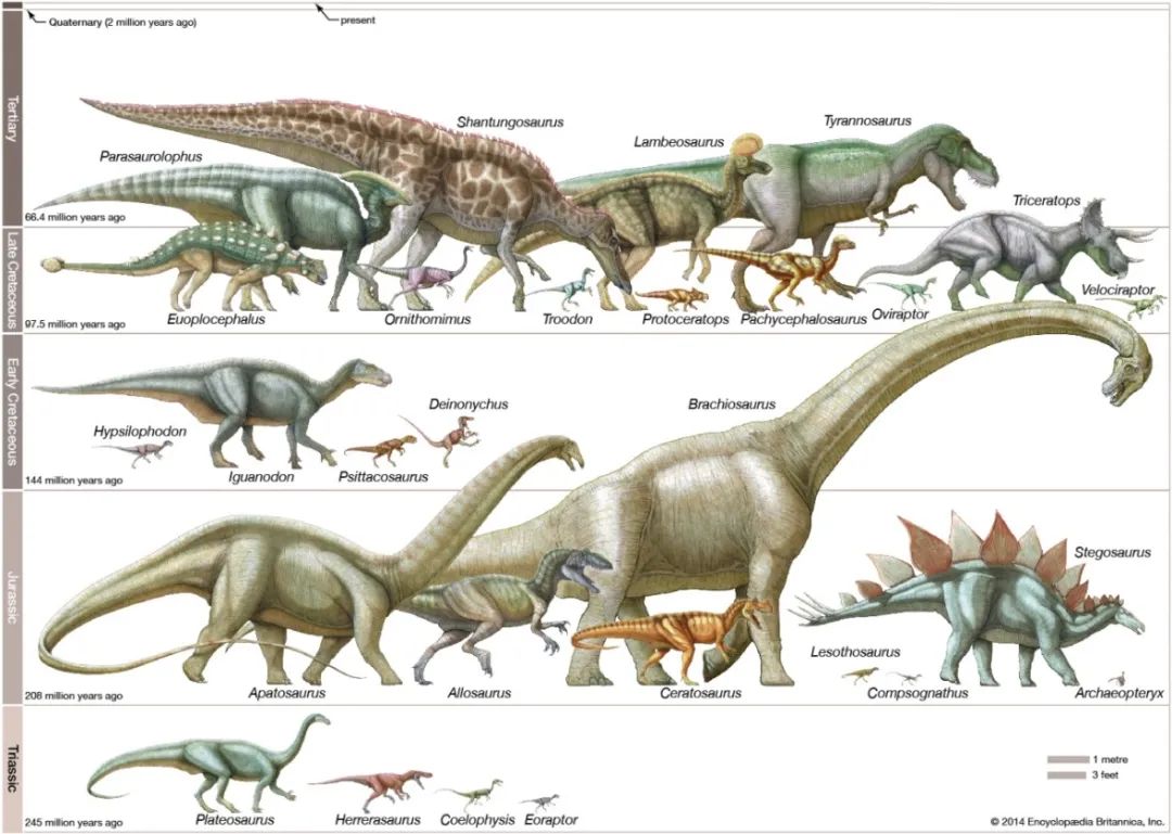lesothosaurus图片