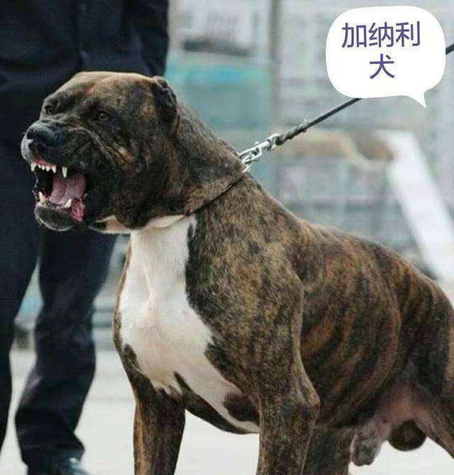 “犬中四煞”令人闻风丧胆，在路上遇到这4种狗不要惹