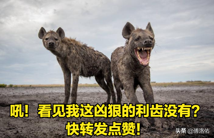 怪哉！掏肛之王斑鬣狗并非雌雄同体，雌兽身上的“丁丁”是假货